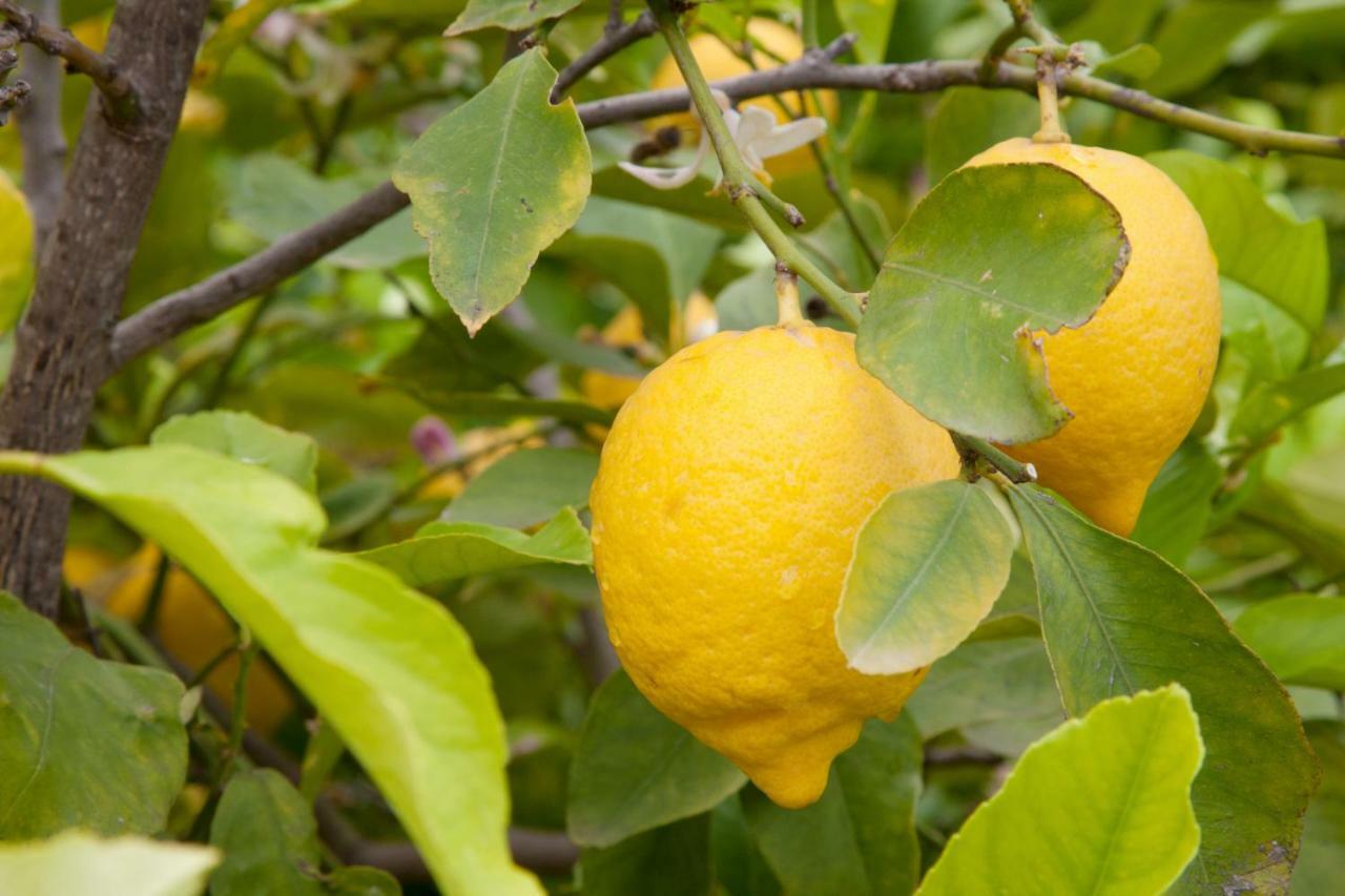 斯卡莱阿The Lemon Tree House公寓 外观 照片